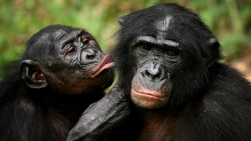 Nature Trivia Question: How can the bonobo best be described? Nature Trivia Question: How can the bonobo best be described?