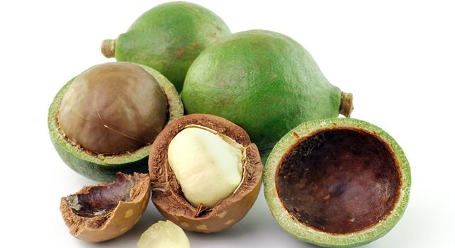 Geography Trivia Question: Macadamia nuts are native to what country? Geography Trivia Question: Macadamia nuts are native to what country?