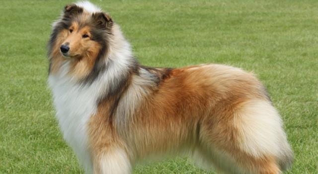 Movies & TV Trivia Question: On the U.S. TV series "Lassie" (1954-1971), which of the following characters was the first boy to serve as Lassie's owner? Movies & TV Trivia Question: On the U.S. TV series "Lassie" (1954-1971), which of the following characters was the first boy to serve as Lassie's owner?