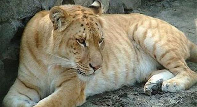 Science Trivia Question: What is a liger? Science Trivia Question: What is a liger?