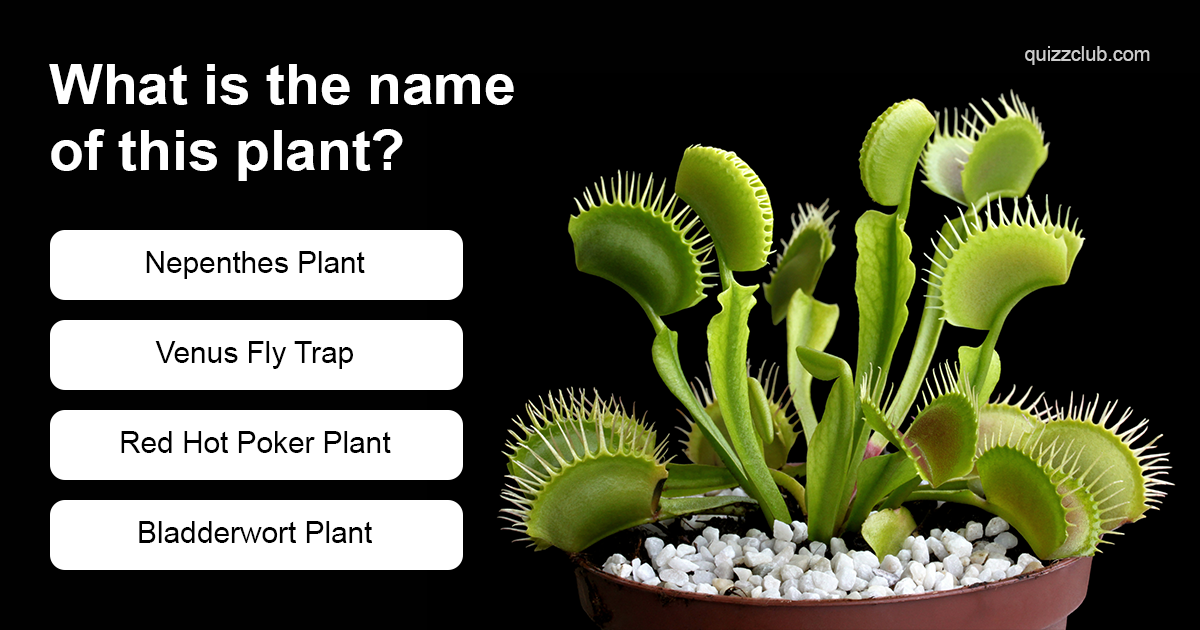 what-is-the-name-of-this-plant-trivia-questions-quizzclub