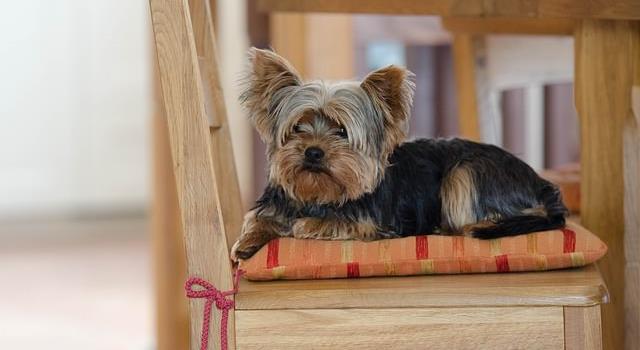 Nature Trivia Question: From which country did the Yorkie breed dog originate? Nature Trivia Question: From which country did the Yorkie breed dog originate?