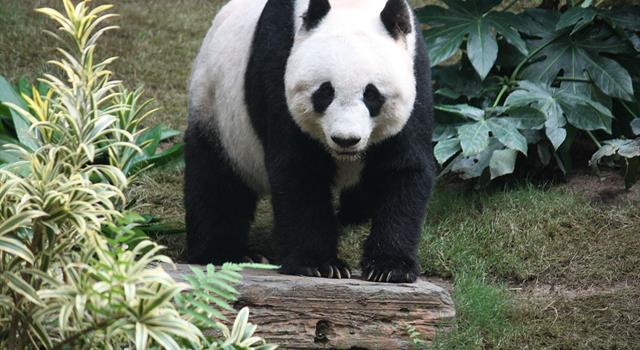 History Trivia Question: Which Chinese giant panda was the first inspiration of WWF's (World Wildlife Fund) logo? History Trivia Question: Which Chinese giant panda was the first inspiration of WWF's (World Wildlife Fund) logo?