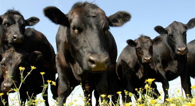 Culture Trivia Question: As of 2017, which country is the largest producer of beef in the world? Culture Trivia Question: As of 2017, which country is the largest producer of beef in the world?