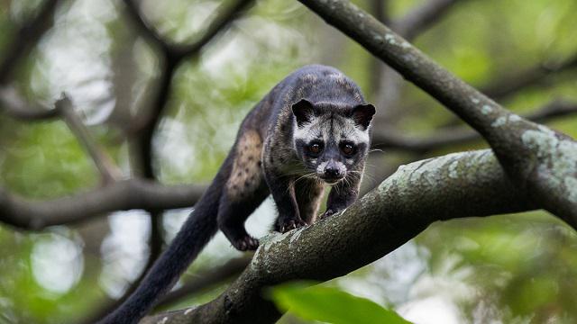 The feces of the palm civet cat are... Trivia Answers