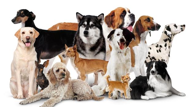 Nature Trivia Question: The name of which breed of dog literally means 'badger dog'? Nature Trivia Question: The name of which breed of dog literally means 'badger dog'?
