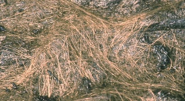 Geography Trivia Question: The name ''Pele's hair'' was derived first from which country? Geography Trivia Question: The name ''Pele's hair'' was derived first from which country?
