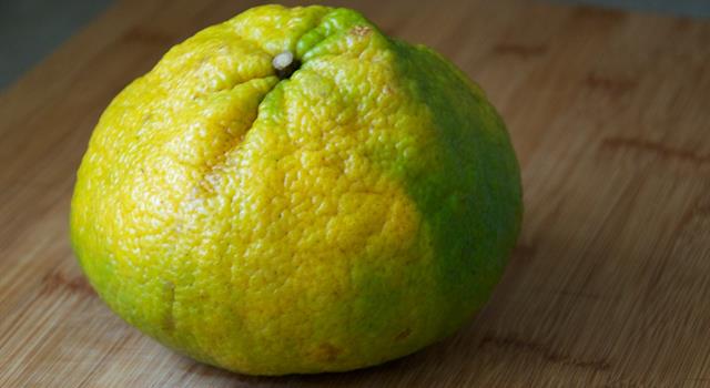 Nature Trivia Question: The ugli fruit is a cross between a grapefruit, an orange and which other fruit? Nature Trivia Question: The ugli fruit is a cross between a grapefruit, an orange and which other fruit?