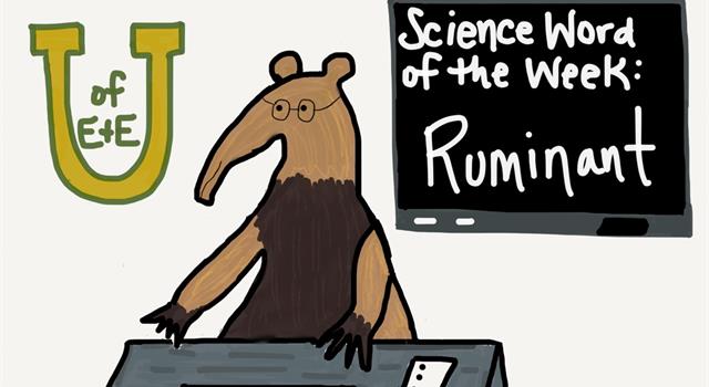 Science Trivia Question: What do ruminant animals do? Science Trivia Question: What do ruminant animals do?