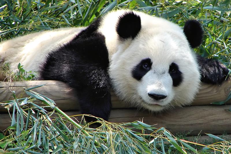 Nature Trivia Question: What grass is the favorite food of pandas? Nature Trivia Question: What grass is the favorite food of pandas?
