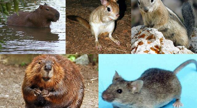 Nature Trivia Question: What rodent has the longest life span? Nature Trivia Question: What rodent has the longest life span?