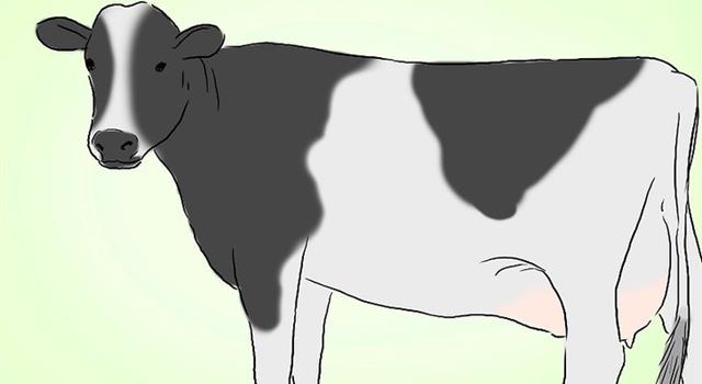 Culture Trivia Question: What is the name of highest milk producing breed of cattle in the world? Culture Trivia Question: What is the name of highest milk producing breed of cattle in the world?