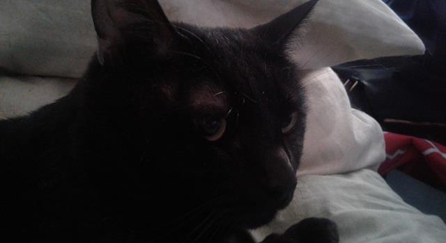 History Trivia Question: When and where was the house cat first domesticated? History Trivia Question: When and where was the house cat first domesticated?