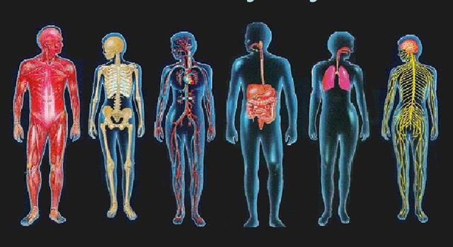 Science Trivia Question: Where in the human body is the lacrimal gland? Science Trivia Question: Where in the human body is the lacrimal gland?