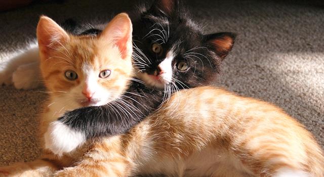 Society Trivia Question: According to Veterinary Pet Insurance, what were the most popular US cat names (male and female) in 2012? Society Trivia Question: According to Veterinary Pet Insurance, what were the most popular US cat names (male and female) in 2012?