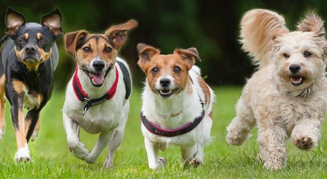 Culture Trivia Question: As of 2017, the United States is the most canine-friendly nation in the world, with 75.8 million dogs. Which country is in second place? Culture Trivia Question: As of 2017, the United States is the most canine-friendly nation in the world, with 75.8 million dogs. Which country is in second place?