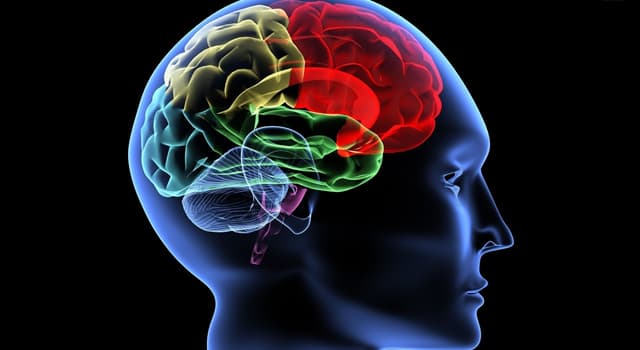 Science Trivia Question: The cerebrum is the largest part of the brain and accounts for how much of the organ's weight? Science Trivia Question: The cerebrum is the largest part of the brain and accounts for how much of the organ's weight?