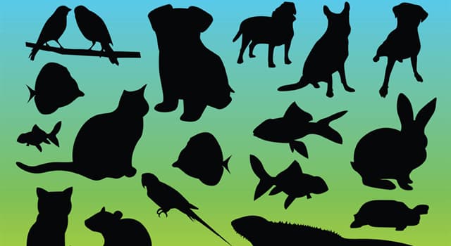 Movies & TV Trivia Question: The "Ruff & Reddy Show" was the first Hanna-Barbera cartoon made for U.S. television. What kinds of animals were Ruff and Reddy? Movies & TV Trivia Question: The "Ruff & Reddy Show" was the first Hanna-Barbera cartoon made for U.S. television. What kinds of animals were Ruff and Reddy?