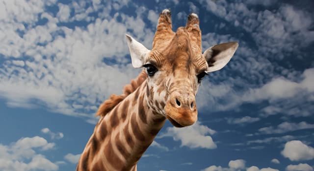 Nature Trivia Question: What is the longest living land mammal? Nature Trivia Question: What is the longest living land mammal?