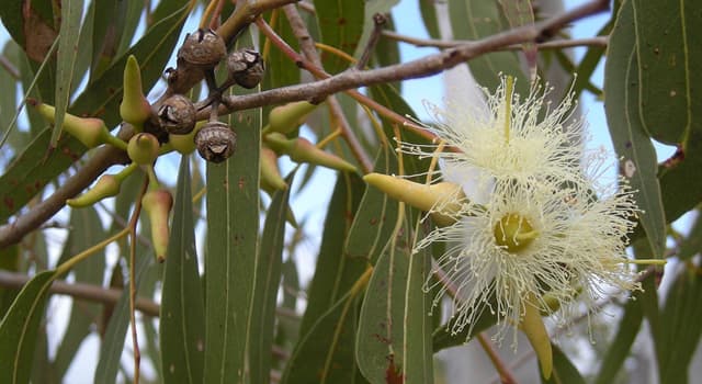 Nature Trivia Question: Which animal can survive eating only eucalyptus leaves? Nature Trivia Question: Which animal can survive eating only eucalyptus leaves?