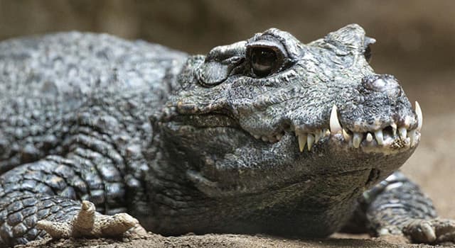 History Trivia Question: Which crocodile in Africa is rumored to have killed as many as 300 people near the Ruzizi River? History Trivia Question: Which crocodile in Africa is rumored to have killed as many as 300 people near the Ruzizi River?