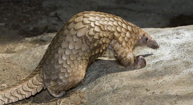 Culture Trivia Question: Which of the following species is an Indian pangolin? Culture Trivia Question: Which of the following species is an Indian pangolin?