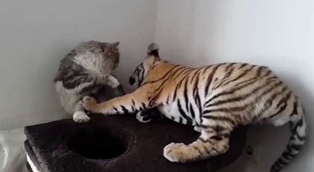 Nature Trivia Question: Which of the following wild cats is native to the New World? Nature Trivia Question: Which of the following wild cats is native to the New World?