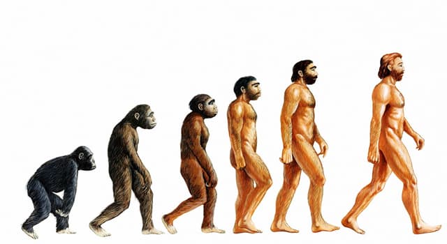 History Trivia Question: Who is best known for developing a theory of evolution? History Trivia Question: Who is best known for developing a theory of evolution?