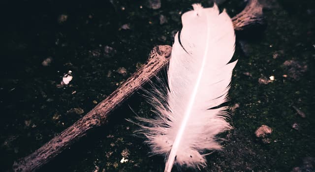 Culture Trivia Question: According to a popular superstition, what bird's feathers should never be in a house as decoration? Culture Trivia Question: According to a popular superstition, what bird's feathers should never be in a house as decoration?