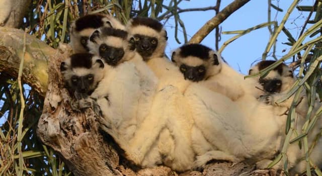 Nature Trivia Question: All species of lemurs are native to which island country? Nature Trivia Question: All species of lemurs are native to which island country?