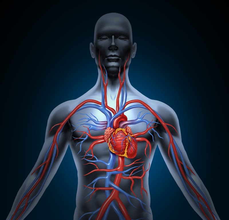 Science Trivia Question: Approximately, how many liters of blood does the average human body contain? Science Trivia Question: Approximately, how many liters of blood does the average human body contain?