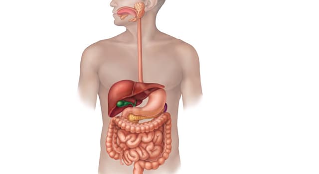 Science Trivia Question: Approximately how many meters long is the entire human digestive system? Science Trivia Question: Approximately how many meters long is the entire human digestive system?