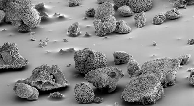 Science Trivia Question: As of December 18, 2017, where were the world’s oldest fossils found? Science Trivia Question: As of December 18, 2017, where were the world’s oldest fossils found?