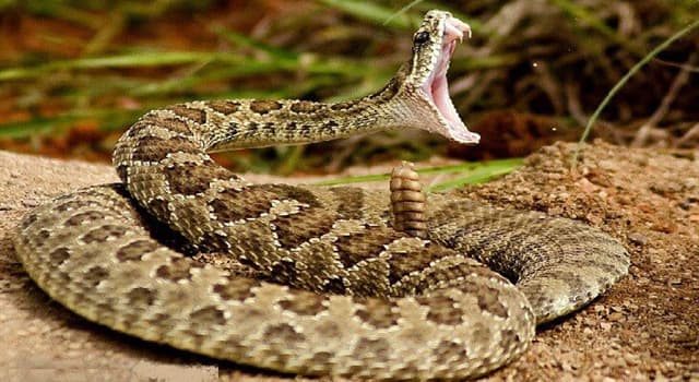 how-many-species-of-rattlesnakes-are-trivia-questions-quizzclub