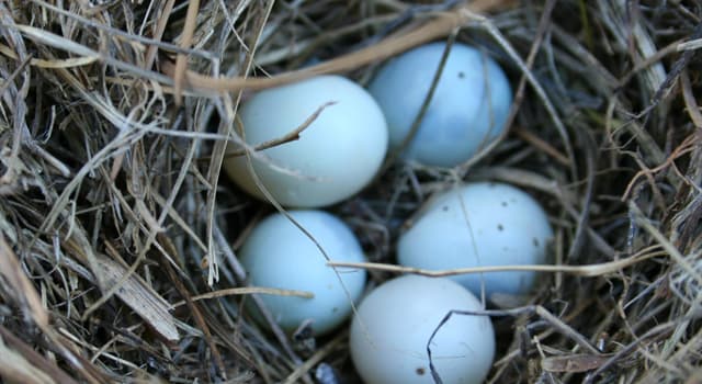 Science Trivia Question: Which of the following mammals lays eggs? Science Trivia Question: Which of the following mammals lays eggs?