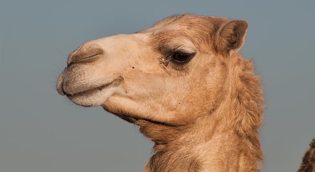 How many humps does an Arabian camel... | Trivia Answers ...