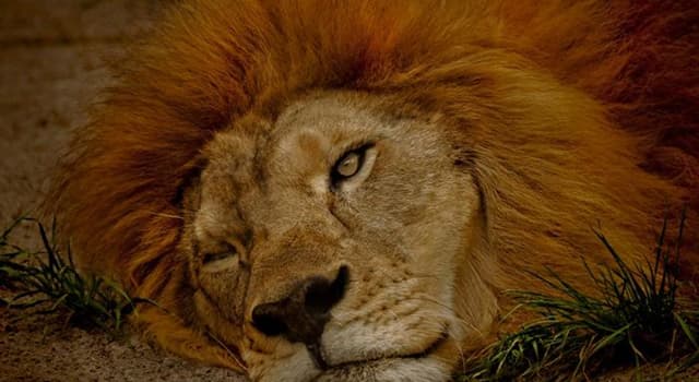 Which Of These Animals Sleeps With Trivia Answers QuizzClub