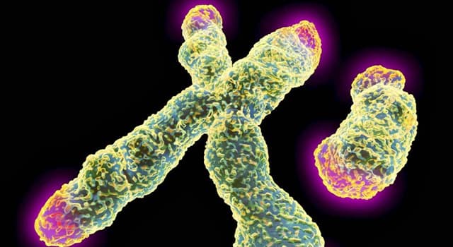 Сiencia Trivia: ¿Qué progenitor es el responsable biológico del sexo de los descendientes, en la especie humana? Сiencia Trivia: ¿Qué progenitor es el responsable biológico del sexo de los descendientes, en la especie humana?