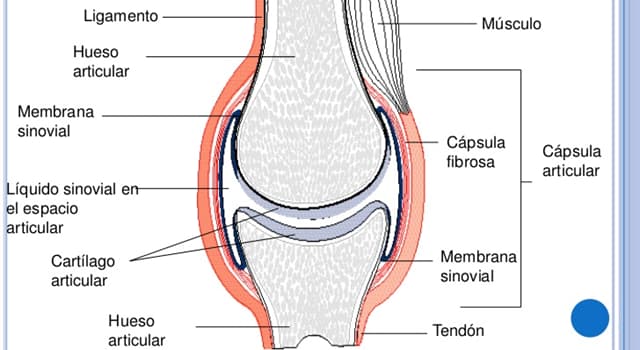En articulacion humano cuerpo el una que es