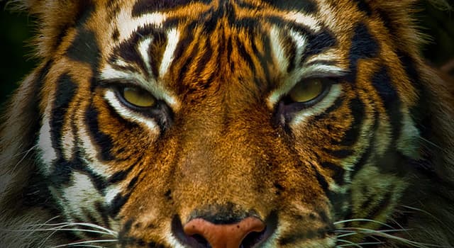 tiger eyes film