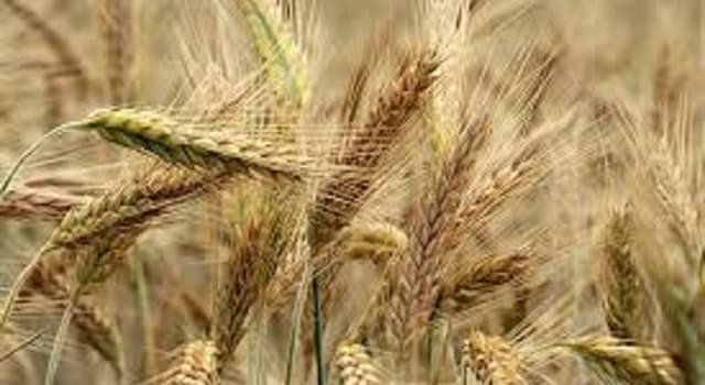 Society Trivia Question: What is a “barleycorn” used to measure? Society Trivia Question: What is a “barleycorn” used to measure?
