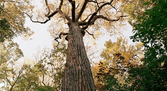 Nature Trivia Question: Where are the last largest remnants of the original forest that once covered all of New York City? Nature Trivia Question: Where are the last largest remnants of the original forest that once covered all of New York City?