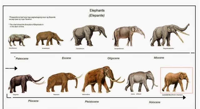Image result for ancestros de elefantes