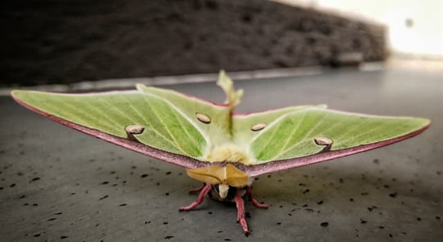 how-long-does-the-luna-moth-live-trivia-questions-quizzclub