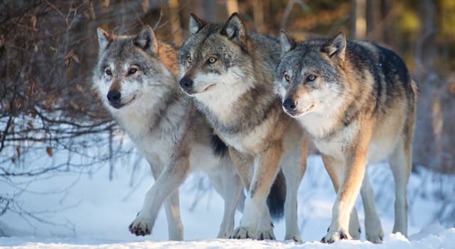 Qué técnica usan los lobos para cazar? | La respuesta de Trivia |