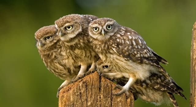 types of owls - true owl