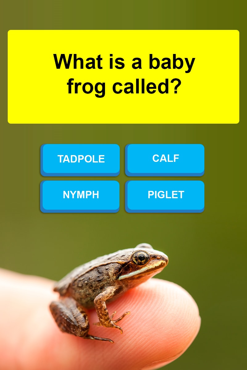 what-is-a-baby-frog-called-trivia-answers-quizzclub