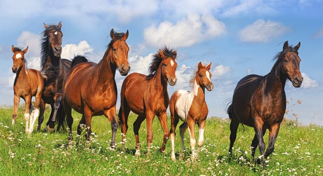 what-is-a-group-of-horses-called-trivia-questions-quizzclub