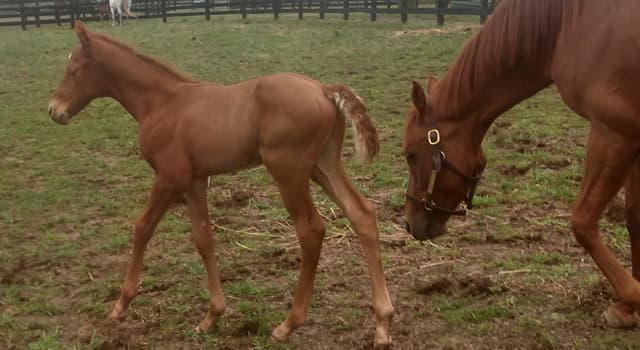 What do you call the baby of a horse trivia questions quizzclub