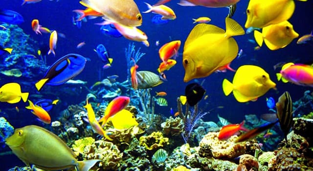 ¿Qué rama de la zoología estudia los... Las Preguntas